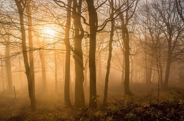 Mglisty las z jasnymi promieniami słońca